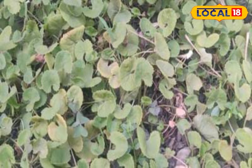 Moradabad news, hindi news, local news, up news, मुरादाबाद समाचार, हिंदी समाचार, लोकल समाचार, यूपी समाचार।