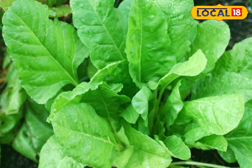 पालक का साग 