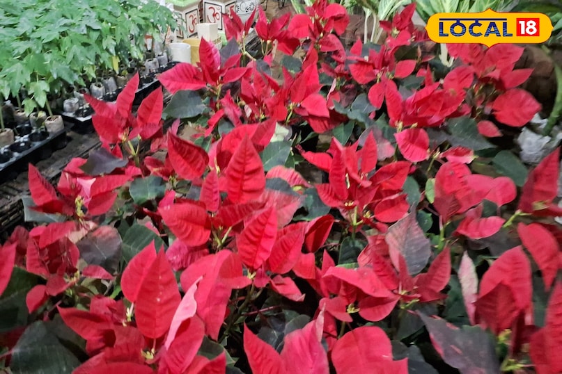 पॉइंसेटिया पौधा, क्रिसमस का फूल, लाल पत्तियों वाला पौधा, क्रिसमस स्टार प्लांट, गाजीपुर नर्सरी पौधे, गाजीपुर, गमले में लगाने वाला पौधा, क्रिसमस डेकोरेशन ,Christmas decoration plant, winter ornamental plants, poinsettia plant India, Ghazipur nursery plants