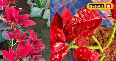 क्रिसमस का फेवरेट पौधा: लाल रंग का रहस्य, इतिहास और साइंस सब कुछ एक साथ