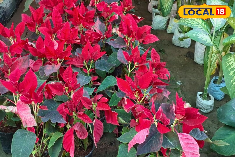 पॉइंसेटिया पौधा, क्रिसमस का फूल, लाल पत्तियों वाला पौधा, क्रिसमस स्टार प्लांट, गाजीपुर नर्सरी पौधे, क्रिसमस पौधा गाजीपुर, सजावटी पौधे सर्दी, गमले में लगाने वाला पौधा, क्रिसमस डेकोरेशन पौधा, गाजीपुर ग्रीन गार्डन नर्सरी