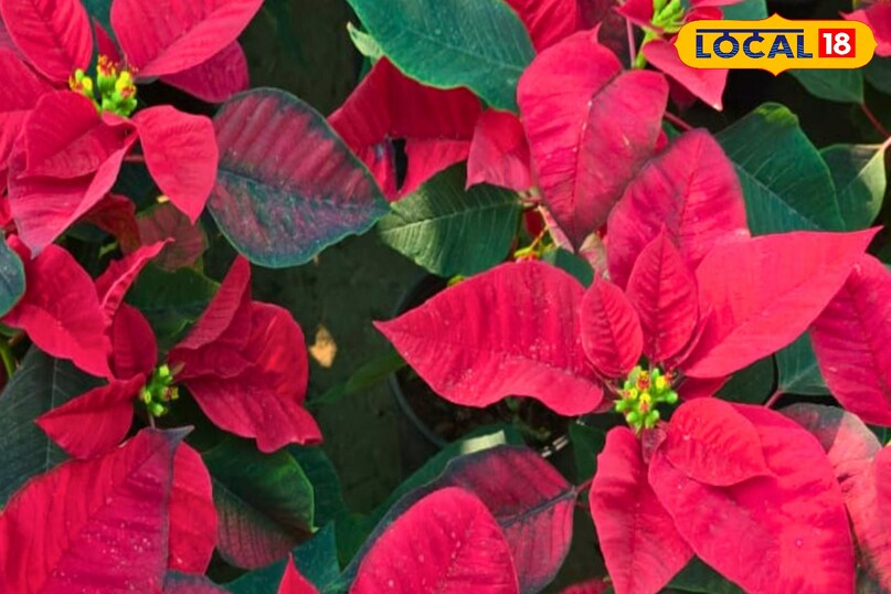Poinsettia plant, Christmas flower plant, Christmas star plant, red leaf plant winter,पॉइंसेटिया पौधा, क्रिसमस का फूल, लाल पत्तियों वाला पौधा, क्रिसमस स्टार प्लांट, गाजीपुर नर्सरी पौधे, क्रिसमस