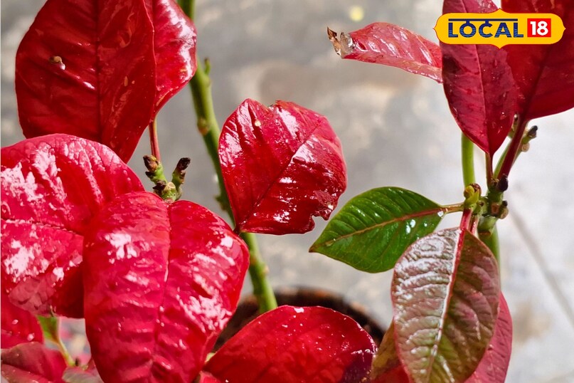 गाजीपुर, सजावटी पौधे सर्दी, गमले में लगाने वाला पौधा, क्रिसमस डेकोरेशन पौधा, गाजीपुर ग्रीन गार्डन नर्सरी,red leaf plant winter, poinsettia care tips, poinsettia plant in pot, Christmas decoration plant, winter ornamental plants, poinsettia plant India