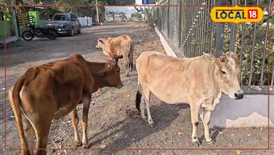 ठंड के मौसम में पशुओं की देखभाल जरूरी