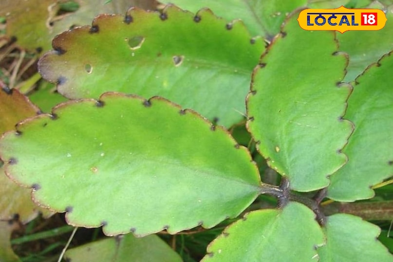 what is pattharchatta what is pattharchatta