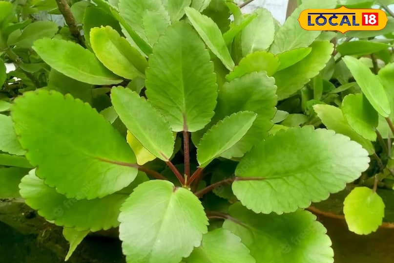 Benefits of Patthar benefits of pattharchatta Benefits of Patthar benefits of pattharchatta