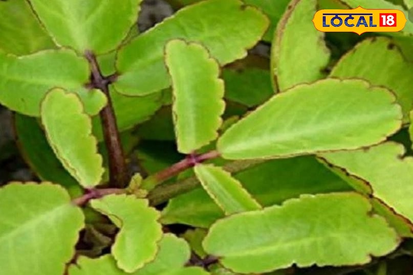 How pattharchatta works in kidney stone How pattharchatta works in kidney stone