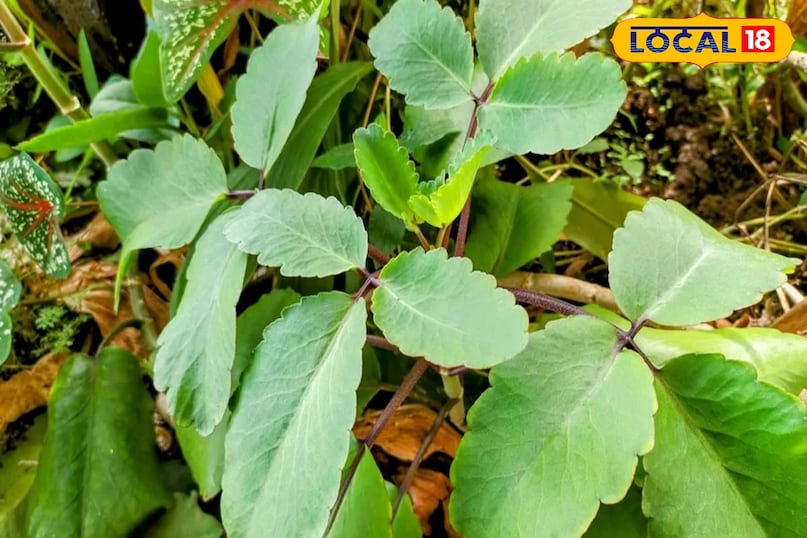 How to consume patharchatta How to consume patharchatta