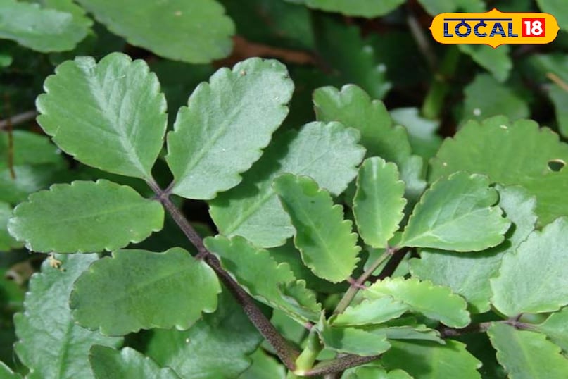 Importance of pattharchatta in Ayurved Importance of pattharchatta in Ayurved