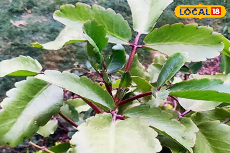 what is kidney stone what is kidney stone