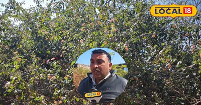 अभिशाप बना पुटूस