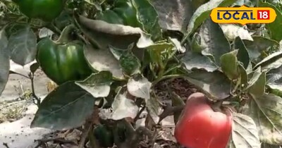 इस तकनीक से करें खेती