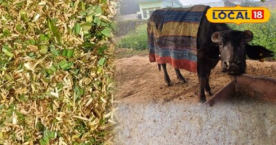 सर्दियों में पशुओं की देखभाल के तरीके 