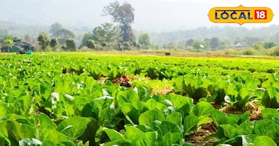 दिसम्बर-जनवरी में पत्तेदार सब्जियां कम लागत में देती है डबल मुनाफा