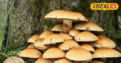 दिखने में सब्ज़ी, खाने में ज़हर. जंगली मशरूम से रहें सावधान