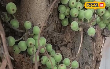 अंजीर का फल