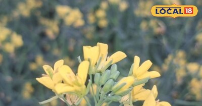 सरसों की फसल।