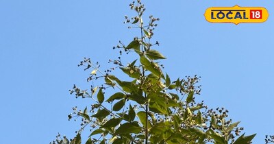 रोजमेरी चाय के फायदे 