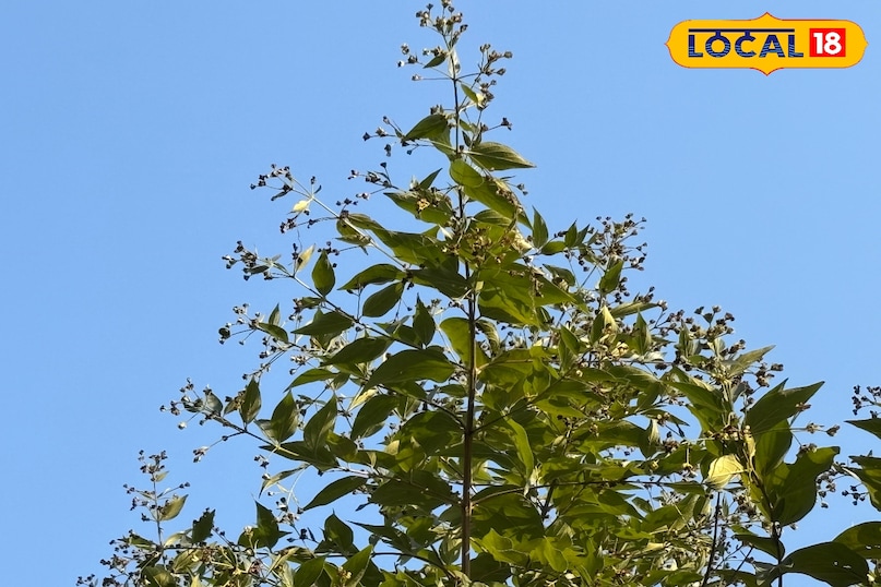 Removes iron and vitamin deficiency