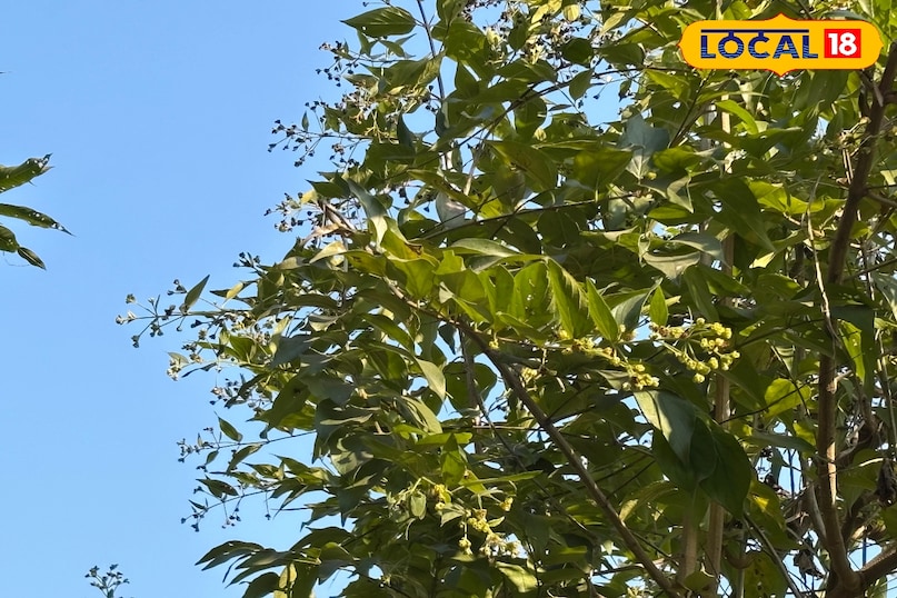 Rosemary tea is very beneficial in improving memory. 