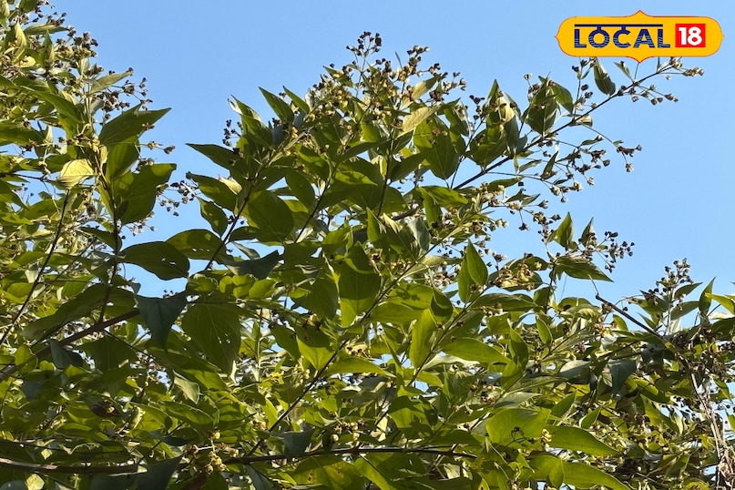 Beneficial for hair growth and skin too