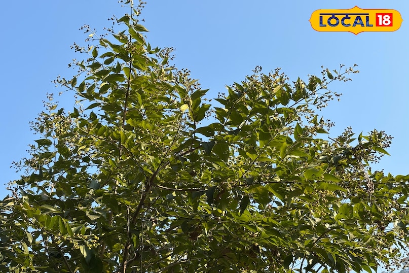 Rosemary tea is becoming a natural alternative in changing lifestyles