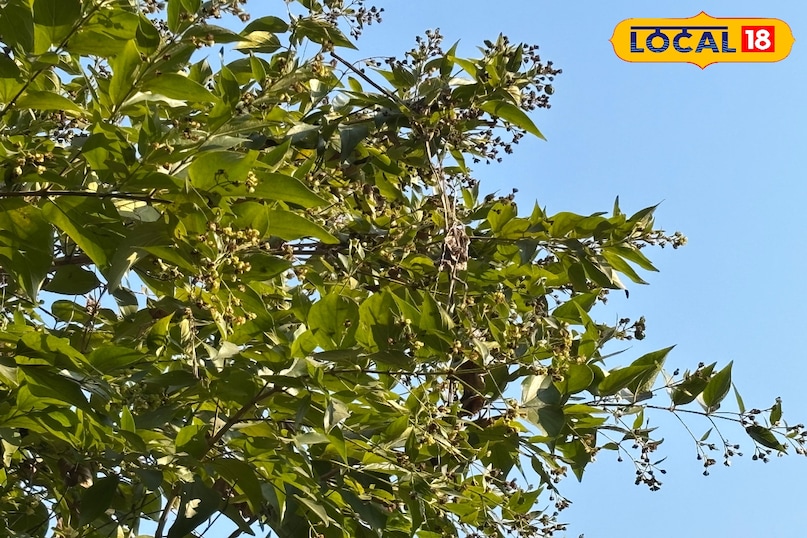 Rosemary tea has a special flavor and aroma