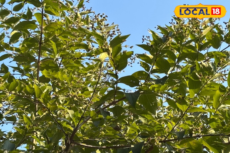 Easy method to make rosemary tea