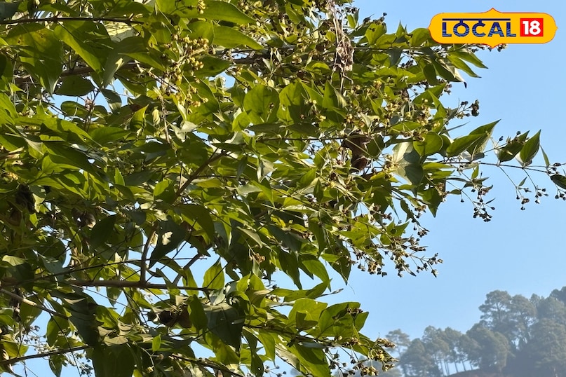 Rosemary, a medicinal herb grown in Bageshwar