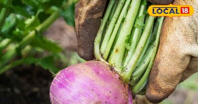 घर में उगाइए बड़े-बड़े शलजम और ठंड के दिनों में मजे से खाइए, एक छोटे से गमले में