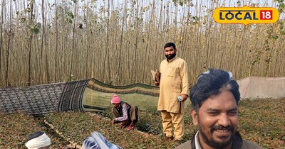 दो महीने में तैयार फसल, रोज 10 हजार पौधों की बिक्री इस बिजनेस से 5 लाख तक की कमा