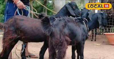 Bakri Palan Yojana, goats, subsidy, Animal Husbandry,