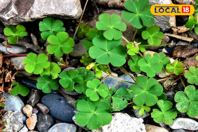 पत्तियां 