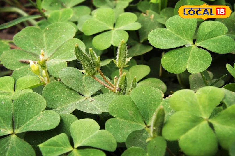 पत्तियां 