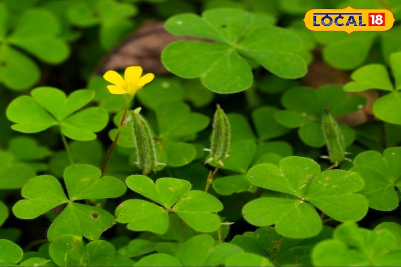 पत्तियां 