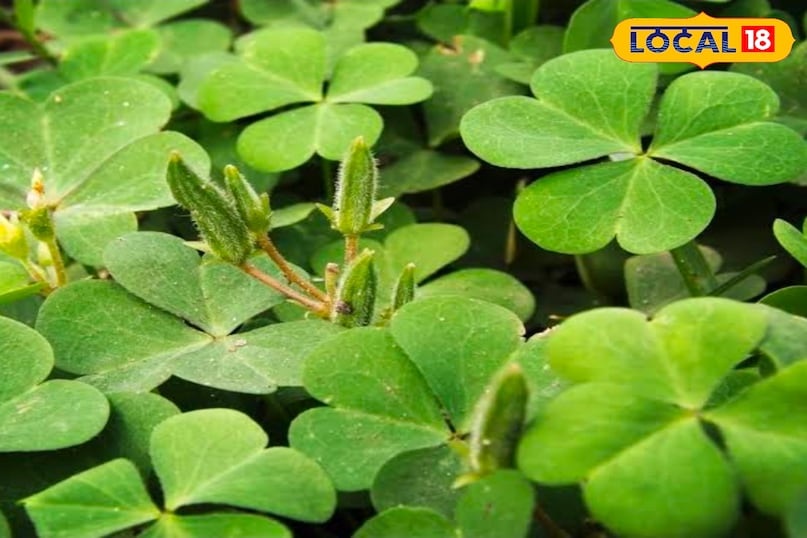 चांगेरी 