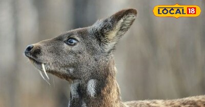 अस्कोट का वन्यजीव अभयारण्य, जहाँ दिखते है अनेक दुर्लभ जीव - जंतु 