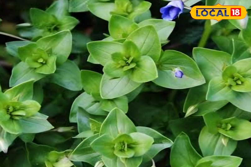 नील का पौधा नील का पौधा