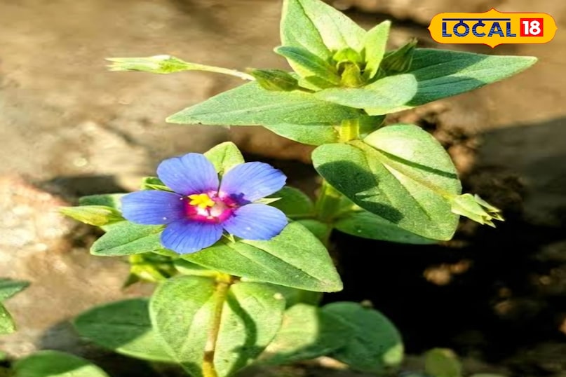 नील का पौधा नील का पौधा