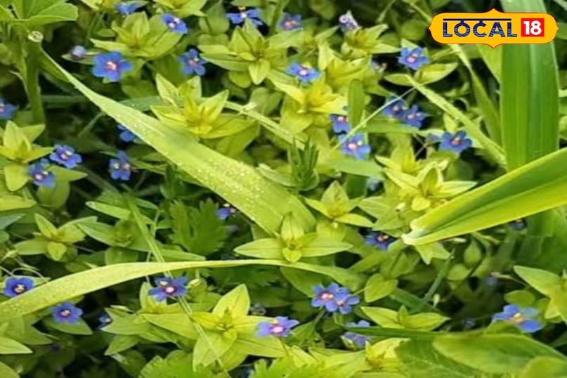 नील का पौधा नील का पौधा