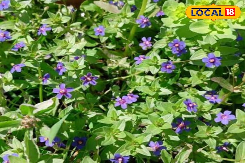 नील का पौधा नील का पौधा