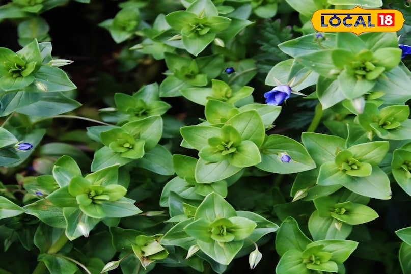 नील का पौधा नील का पौधा