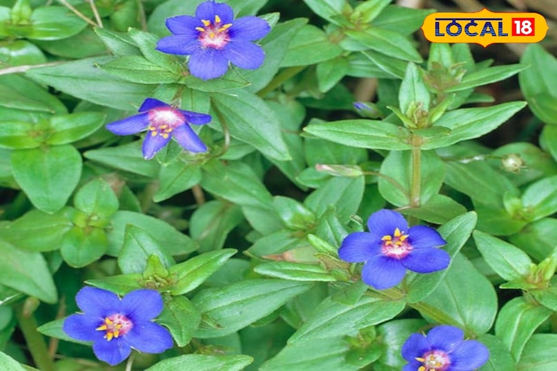 नील का पौधा नील का पौधा