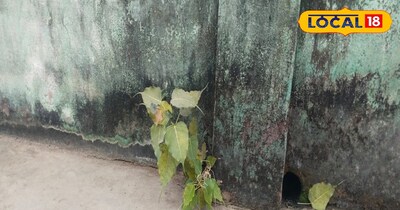 घर के छत या दीवार पर पीपल पौधा उगना अशुभ