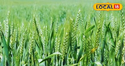गेहूं की फसल को यह बीमारी ज्यादा नुकसान पहुंचाती है