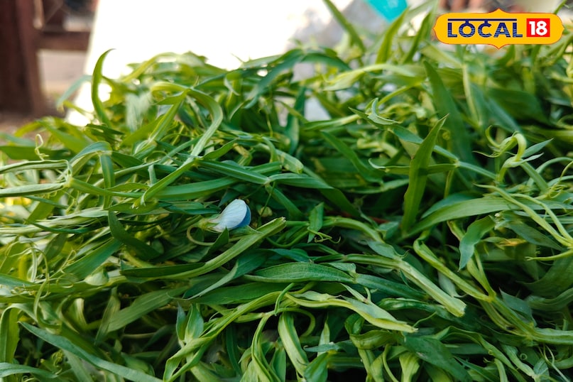 बालाघाट में धान के बाद लखौरी की बुआई की जाती है, जिसे कहीं पर लाखड़ी तो कही पर तििवरा भी कहते हैं. ये खास तौर से मध्य प्रदेश के बालाघाट,  छत्तीसगढ़ और महाराष्ट्र के कुछ इलाकों में उगती है. दिसंबर और जनवरी में ये बड़ी होने लगती है और इसकी भाजी को तोड़ा जाता है. इसे पीसकर इसकी सब्जी बनाई जाती है, जिसका स्वाद  हल्का मीठा और मिट्टी की सौंधी खुशबू वाला होता है. इसमें कई तरह के पोषक तत्व पाए जाते हैं. 