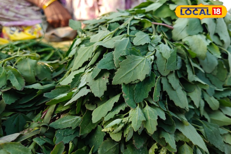 बालाघाट के बाजार में चौलाई भाजी की भी काफी डिमांड है. ऐसा इसलिए भी है क्योंकि पोपट की बीजे या सेम मिलाकर इसकी सब्जी से लोग काफी प्रभावित होते हैं. इसमें एंटीऑक्सीडेंट गुण पाए जाते हैं, जो सेहत के लिए भी काफी लाभकारी है. इसे खास तौर से आलू के साथ बनाया जाता है और खड़ी लाल मिर्च सब्जी के स्वाद को और भी बढ़ा देती है, जो रोटी के साथ खाया जाता है. 