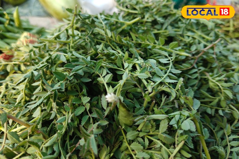 चने  की बुआई के बाद दिसंबर और जनवरी में चना निपिंग के दौर से गुजरता है. तब इसकी ऊपरी कौले भाग को तोड़ कर इसकी भाजी बनाई जाती है. अब मार्केट में यह आ चुकी है. इसे भाजी का राजा कहा जाता है. इसमें फाइबर होते हैं, जो कब्ज जैसी समस्या से मुक्ति दिलाता है. इसका स्वाद हल्का खट्टा होता है. इसे आप दाल के साथ भी बना सकते हैं और सुखी भी बना सकते हैं.