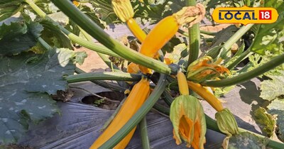 इस तकनीक से करें खेती