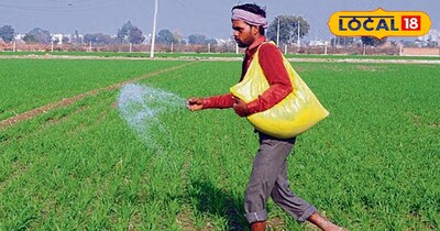 गेहूं की सिंचाई का सही समय और खाद डालने की जान ले सही मात्रा